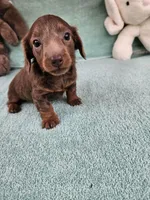Brownie, a male Miniature Dachshund for sale in Raleigh, NC – Photo 5 of 8