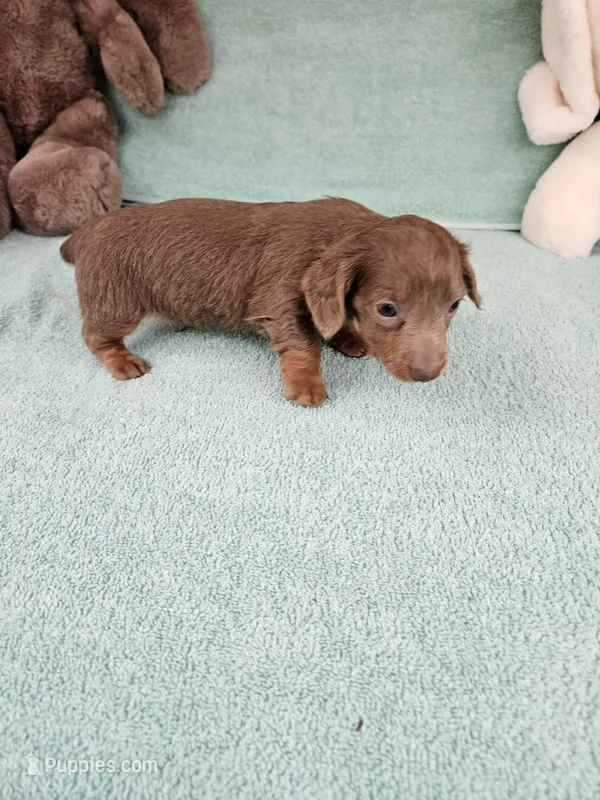 Brownie – Miniature Dachshund puppy for sale in Raleigh, NC
