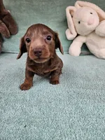 Brownie, a male Miniature Dachshund for sale in Raleigh, NC – Photo 6 of 8