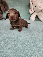 Brownie, a male Miniature Dachshund for sale in Raleigh, NC – Photo 8 of 8