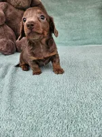 Brownie, a male Miniature Dachshund for sale in Raleigh, NC – Photo 4 of 8