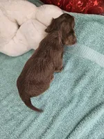 Brownie, a male Miniature Dachshund for sale in Raleigh, NC – Photo 7 of 8