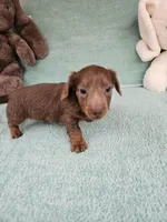 Brownie, a male Miniature Dachshund for sale in Raleigh, NC – Photo 3 of 8