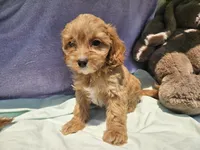 Delight , a female Cavapoo for sale in Raleigh, NC – 4 of 5