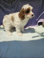 James , a male Cavapoo for sale in Raleigh, NC – 4 of 6