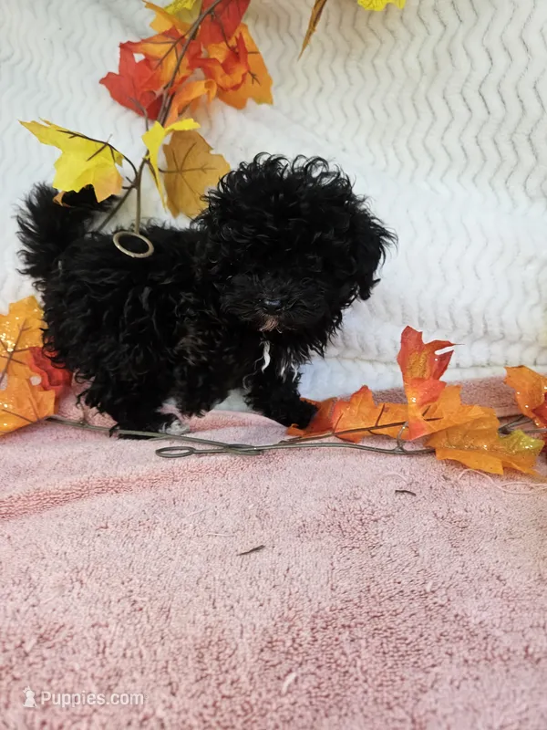 Wish – Maltipoo, Poodle - Toy  puppy for sale in Raleigh, NC
