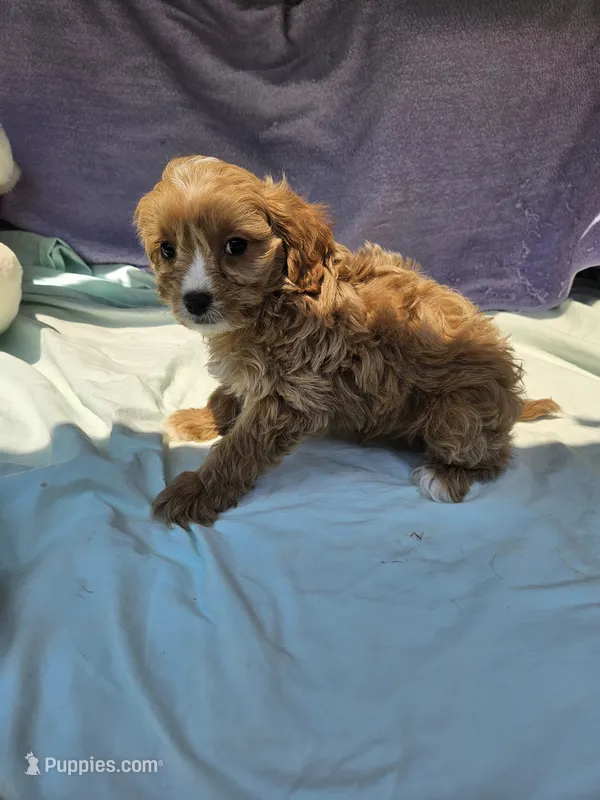 Joshua  – Cavapoo puppy for sale in Raleigh, NC