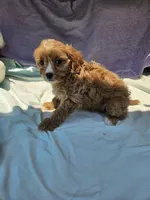 Joshua , a male Cavapoo for sale in Raleigh, NC – 1 of 6