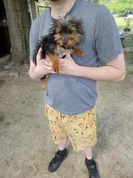 Michael , a male Yorkshire Terrier for sale in Raleigh, NC – Photo 2 of 3