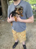 Michael , a male Yorkshire Terrier for sale in Raleigh, NC – Photo 3 of 3