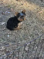 Michael , a female Yorkshire Terrier for sale in Raleigh, NC – Photo 1 of 4