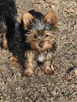 Michael , a female Yorkshire Terrier for sale in Raleigh, NC – Photo 3 of 4