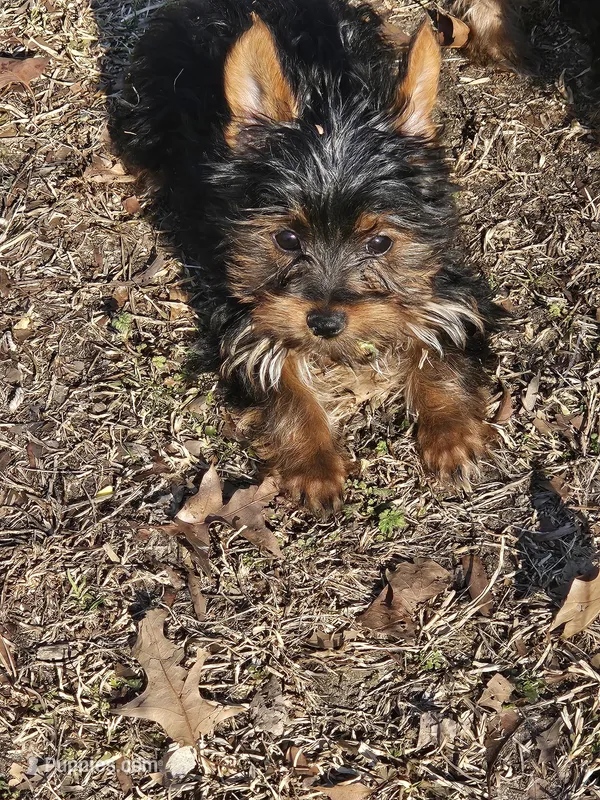 Michael  – Yorkshire Terrier puppy for sale in Raleigh, NC