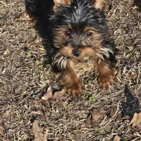 Michael , a male Yorkshire Terrier for sale in Raleigh, NC – Photo 1 of 3