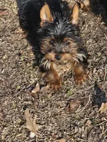 Michael , a female Yorkshire Terrier for sale in Raleigh, NC – Photo 4 of 4