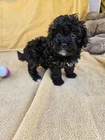 Wish, a female Maltipoo and Poodle - Toy  for sale in Raleigh, NC – 5 of 6