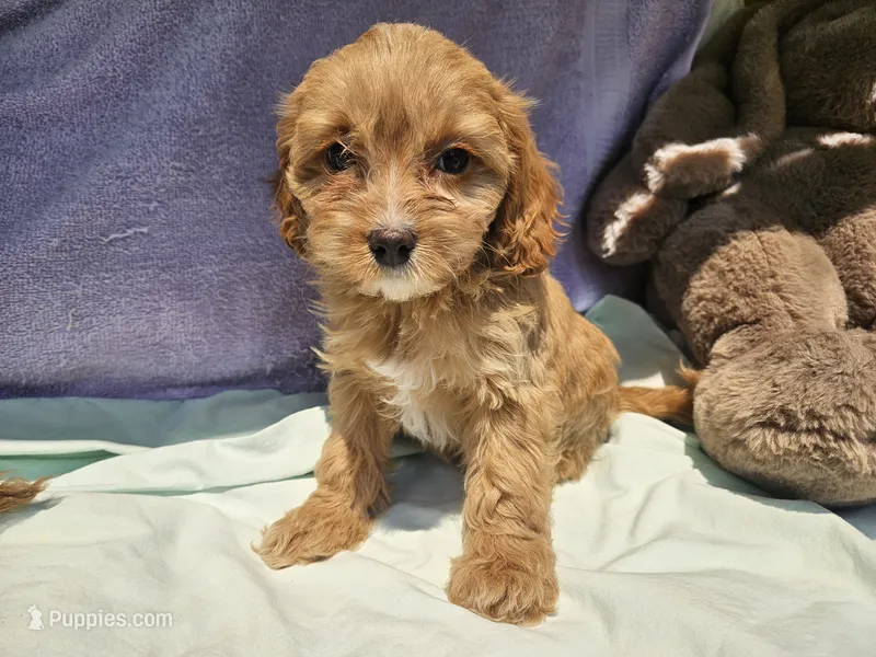 Delight  – Cavapoo puppy for sale in Raleigh, NC