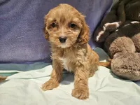 Delight , a female Cavapoo for sale in Raleigh, NC – 1 of 5