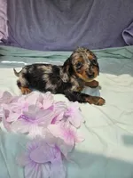 Nickel , a male Miniature Dachshund for sale in Raleigh, NC – 1 of 7