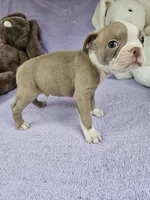 Western , a male Boston Terrier for sale in Raleigh, NC – Photo 3 of 5