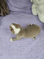 Western , a male Boston Terrier for sale in Raleigh, NC – Photo 4 of 5