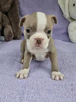 Western , a male Boston Terrier for sale in Raleigh, NC – Photo 1 of 5