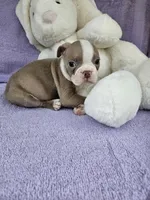 Western , a male Boston Terrier for sale in Raleigh, NC – Photo 2 of 5