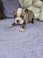 Western , a male Boston Terrier for sale in Raleigh, NC – Photo 5 of 5