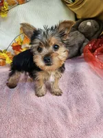 Circle, a male Yorkshire Terrier for sale in Raleigh, NC – 8 of 8