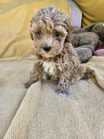 Time, a female Maltipoo and Poodle - Toy  for sale in Raleigh, NC – 4 of 8
