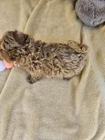 Wheeler, a male Maltipoo and Poodle - Toy  for sale in Raleigh, NC – 6 of 7