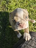 North, a male Boston Terrier for sale in Raleigh, NC – Photo 2 of 3