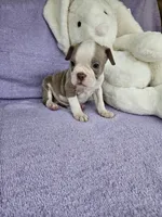 North, a male Boston Terrier for sale in Raleigh, NC – Photo 2 of 5