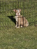 North, a male Boston Terrier for sale in Raleigh, NC – Photo 3 of 3