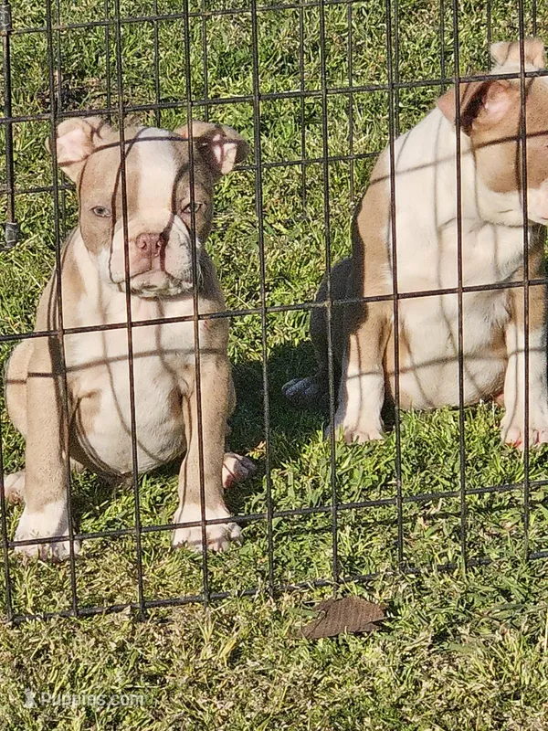 North – Boston Terrier puppy for sale in Raleigh, NC