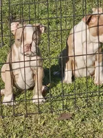 North, a male Boston Terrier for sale in Raleigh, NC – Photo 1 of 3