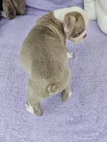 North, a male Boston Terrier for sale in Raleigh, NC – Photo 5 of 5