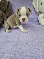 North, a male Boston Terrier for sale in Raleigh, NC – Photo 3 of 5