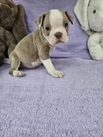 North, a male Boston Terrier for sale in Raleigh, NC – Photo 1 of 5