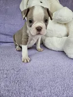 North, a male Boston Terrier for sale in Raleigh, NC – Photo 4 of 5