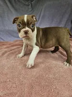 Orange , a female Boston Terrier for sale in Raleigh, NC – 2 of 5