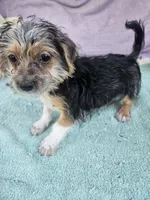 Tony, a male Morkie for sale in Raleigh, NC – 2 of 5
