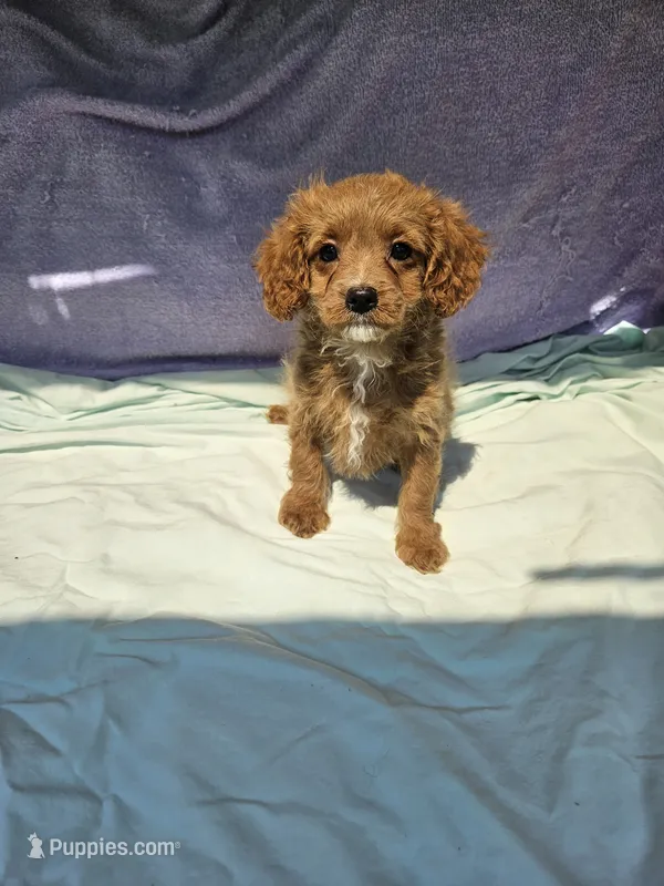 Dorothy  – Cavapoo puppy for sale in Raleigh, NC