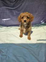 Dorothy , a female Cavapoo for sale in Raleigh, NC – 1 of 5