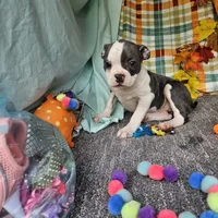 Who, a female Boston Terrier for sale in Raleigh, NC – Photo 1 of 7