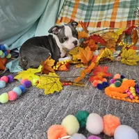 Who, a female Boston Terrier for sale in Raleigh, NC – Photo 2 of 7