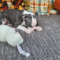 Who, a female Boston Terrier for sale in Raleigh, NC – Photo 3 of 7