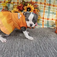 Who, a female Boston Terrier for sale in Raleigh, NC – Photo 7 of 7