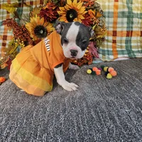 Who, a female Boston Terrier for sale in Raleigh, NC – Photo 4 of 7