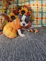 processed/c17b29f4-5f4c-461d-94a8-d8dfbedb84e7/listing/11cc557c-5833-4f6b-8257-55c3ce264079/8fd43024-28ba-4f11-a4fc-34580132f762